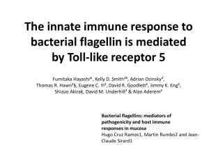 The innate immune response to bacterial flagellin