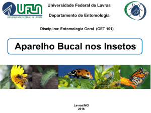 Apresentação do PowerPoint - Departamento de Entomologia