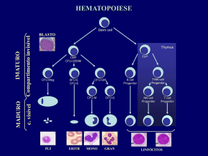 BLASTO Como se vêm as células hematopoiéticas no citometro?