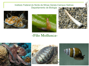 2º ano- aula 6- Mollusca – compactado