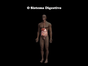 morfologia sistema digestivo File
