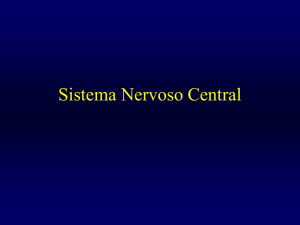 Sistema Nervoso Central