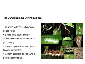 Filo Arthropoda (Artrópodes)