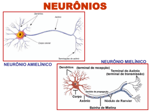 sistema nervoso perif&eacute;rico