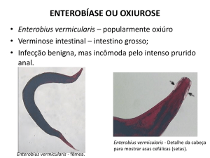 2 Enterobius vermicularis