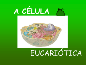 Celula Eucariotica