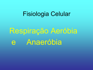 A respiração celular aeróbica e Fermentação