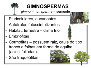 gimnospermas - Colégio Machado de Assis