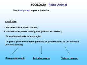 Reino Animal ZOOLOGIA Filo: Artrópodes