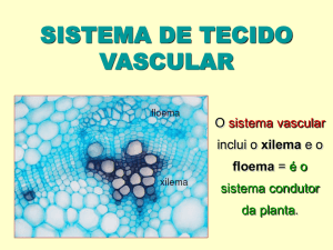 xilema