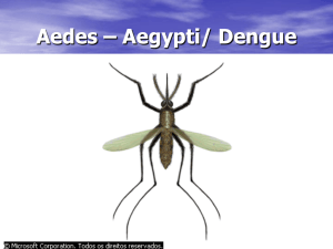 Aedes – Aegypti/ Dengue