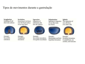 Gastrula&ccedil;&atilde;o - (LTC) de NUTES