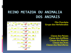 Reino Metazoa ou dos Animais