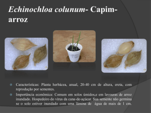 Echinochloa colunum- Capim- arroz