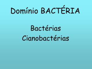Bactéria
