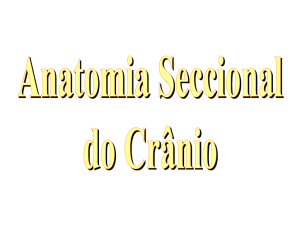 divis&otilde;es do sistema nervoso central