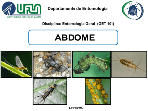 Apêndices Abdominais - Departamento de Entomologia