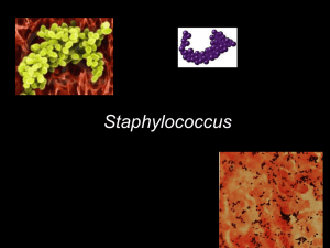 CARACTERÍSTICAS MORFOLÓGICAS DOS Staphylococcus