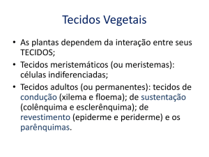 Tecidos Vegetais e morfologia