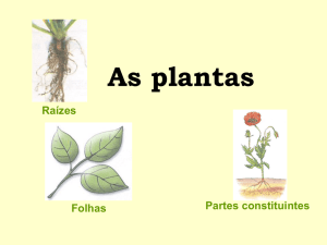 Plantas - Blogue da turma 8 – Fonte Joana