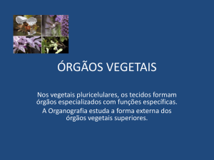 Orgãos Vegetais