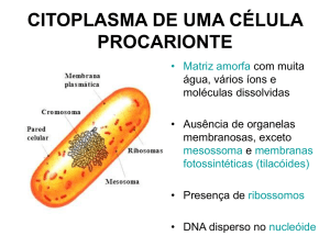 citoplasma de uma célula procarionte
