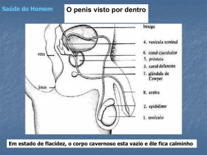 Aula__ERECAO_E_INFERTILIDADE_.._CONTINUACAO