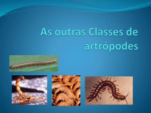 As outras Classes de artrópodes