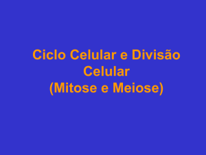 cicloedivisaocelular