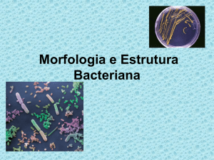 Morfologia e Estrutura Bacteriana
