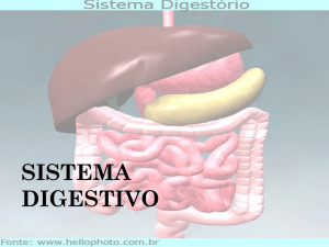 sistema digestivo - Colégio O Bom Pastor