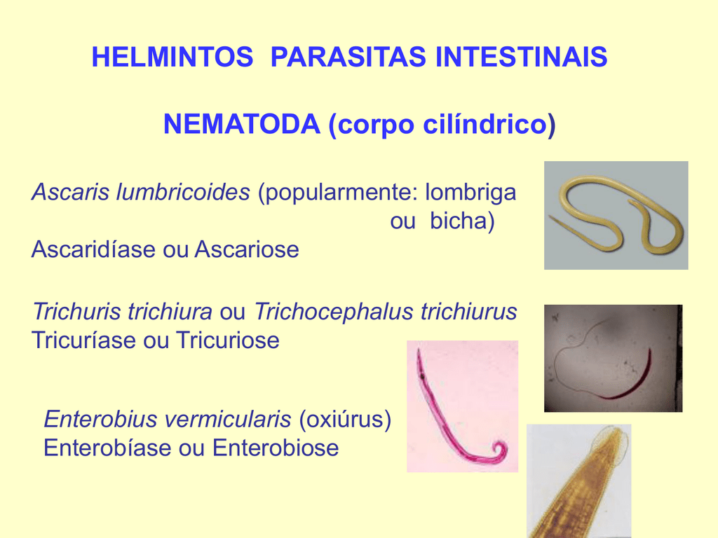 patogenia de enterobiasis