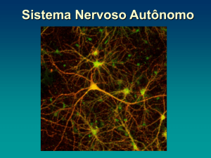 Sistema Nervoso Autônomo Sistema Nervoso Autônomo Conceito