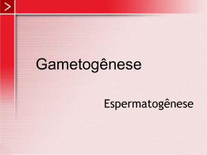 espermatogênese