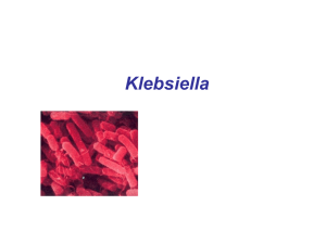 Klebsiella Características do Gênero Klebsiella