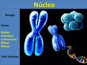 Núcleo Interfásico e Divisão Celular