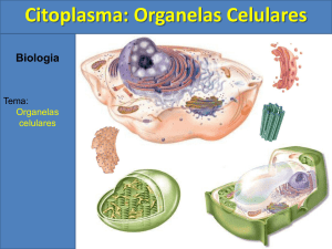 Citoplasma: Organelas Celulares
