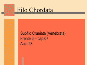 Filo Chordata_crania..