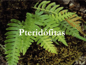 Pteridófitas