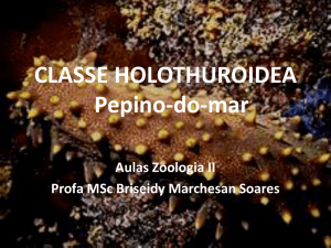 CLASSE HOLOTHUROIDEA