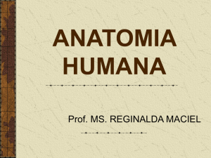 anatomia humana - IFSC Campus Joinville