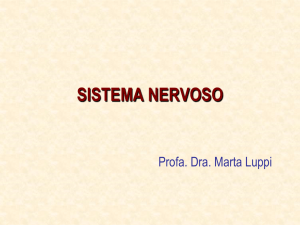 sistema nervoso - Enfermagem