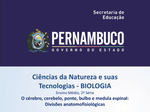 O C&eacute;rebro, cerebelo, ponte, bulbo e medula espinhal divis&otilde;es