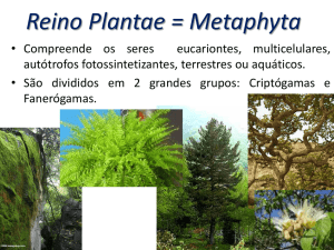 Reino Plantae = Metaphyta