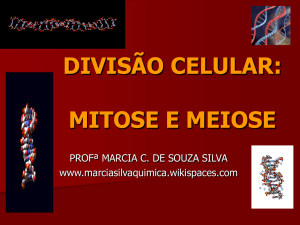 divisão celular mitose e meiose - marciasilvaquimica