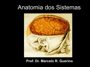 Neuroci&ecirc;ncia