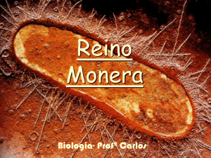 reino monera (bacterias). - carlosrobertodasvirgens