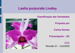 Laelia Purpurata - Slides - copiado para seu computador