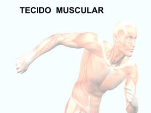 tecido muscular - biologiapravoce