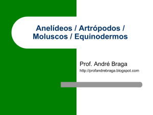 Anelídeos / Artrópodos / Moluscos / Equinodermos